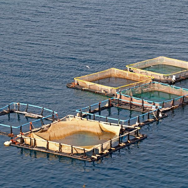 Aquaculture